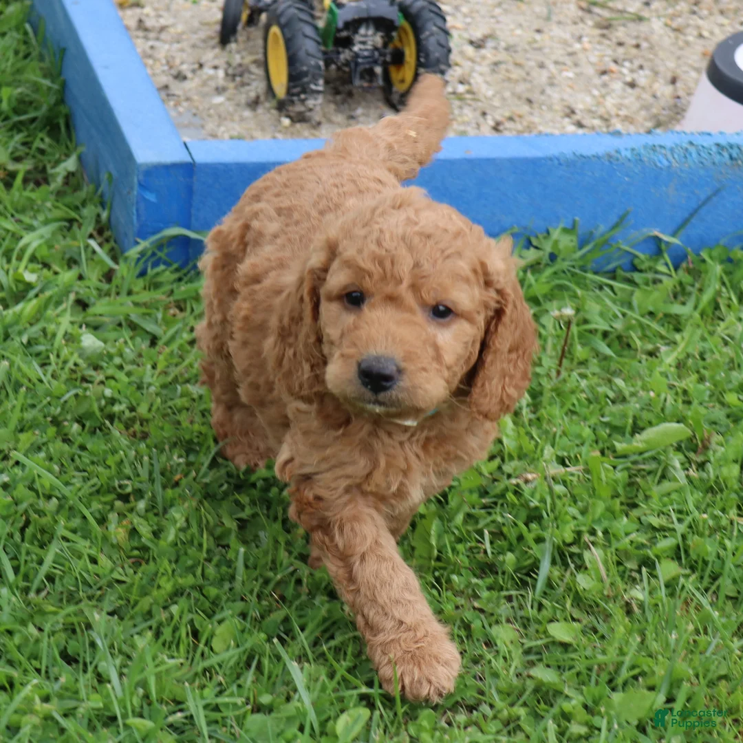 Mini Goldendoodle dogs for sale: Teddy - Ad 1