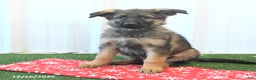 German Shepherd dogs for sale: Hassel - Ad 1