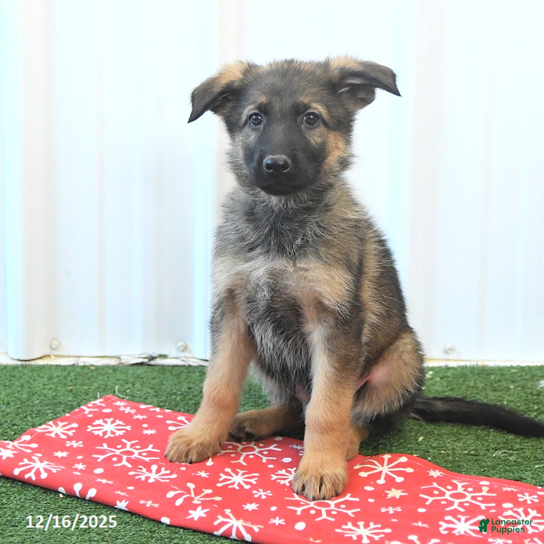 German Shepherd dogs for sale: Hassel - Ad 1