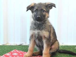 German Shepherd dogs Hassel - Ad 19