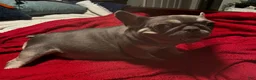 French Bulldog dogs for sale: French Bulldog 3 Rigbee - Ad 5