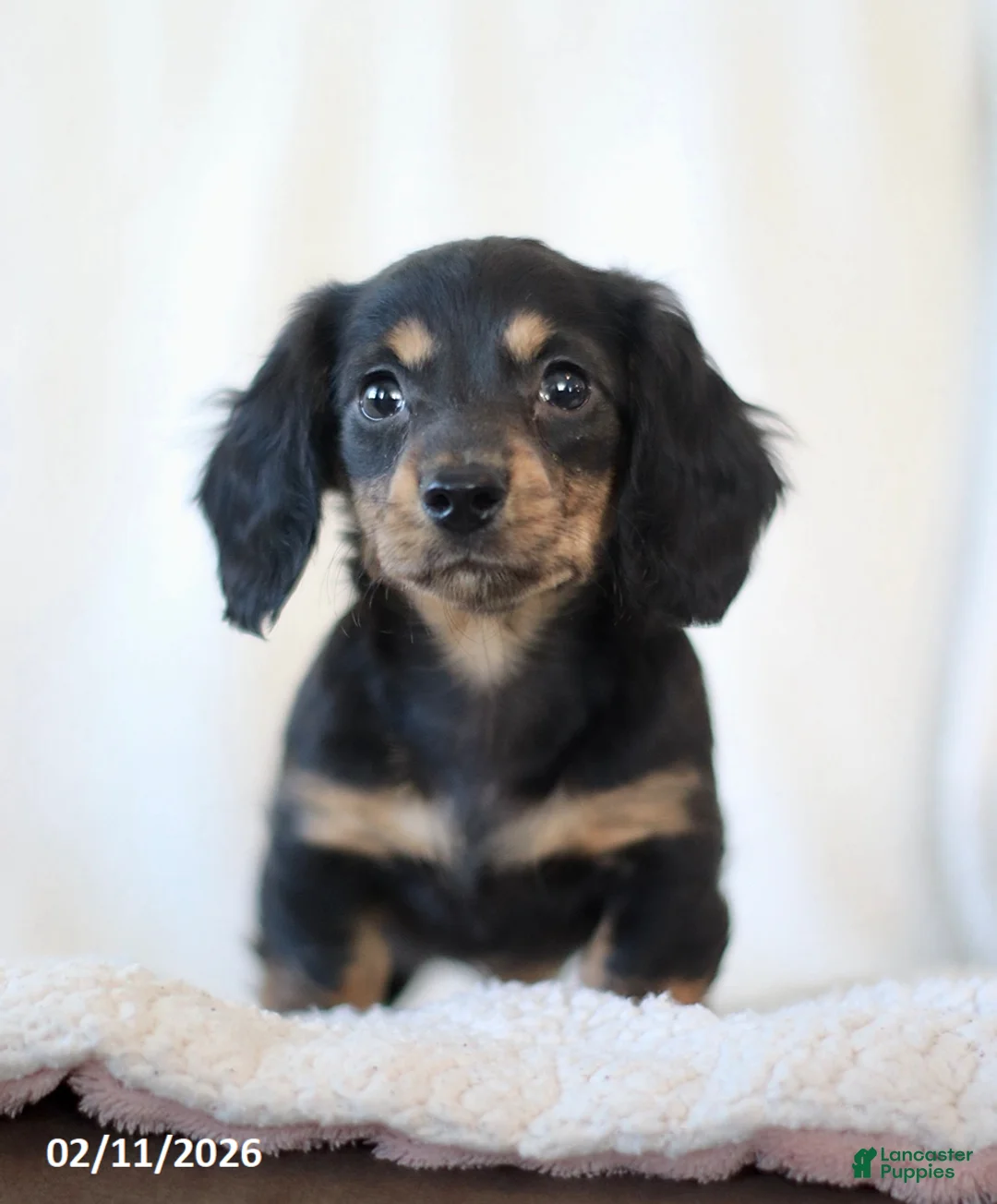 Miniature Dachshund dogs for sale: Laurel - Ad 5