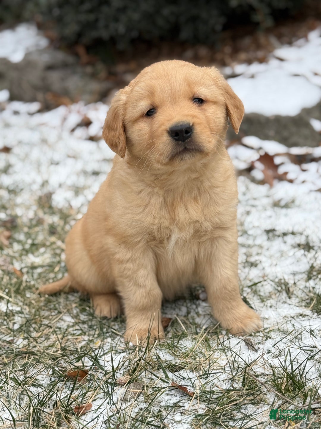 Golden Retriever dogs for sale: Sammy - Ad 10