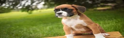 Boxer dogs for sale: Skye - Ad 5