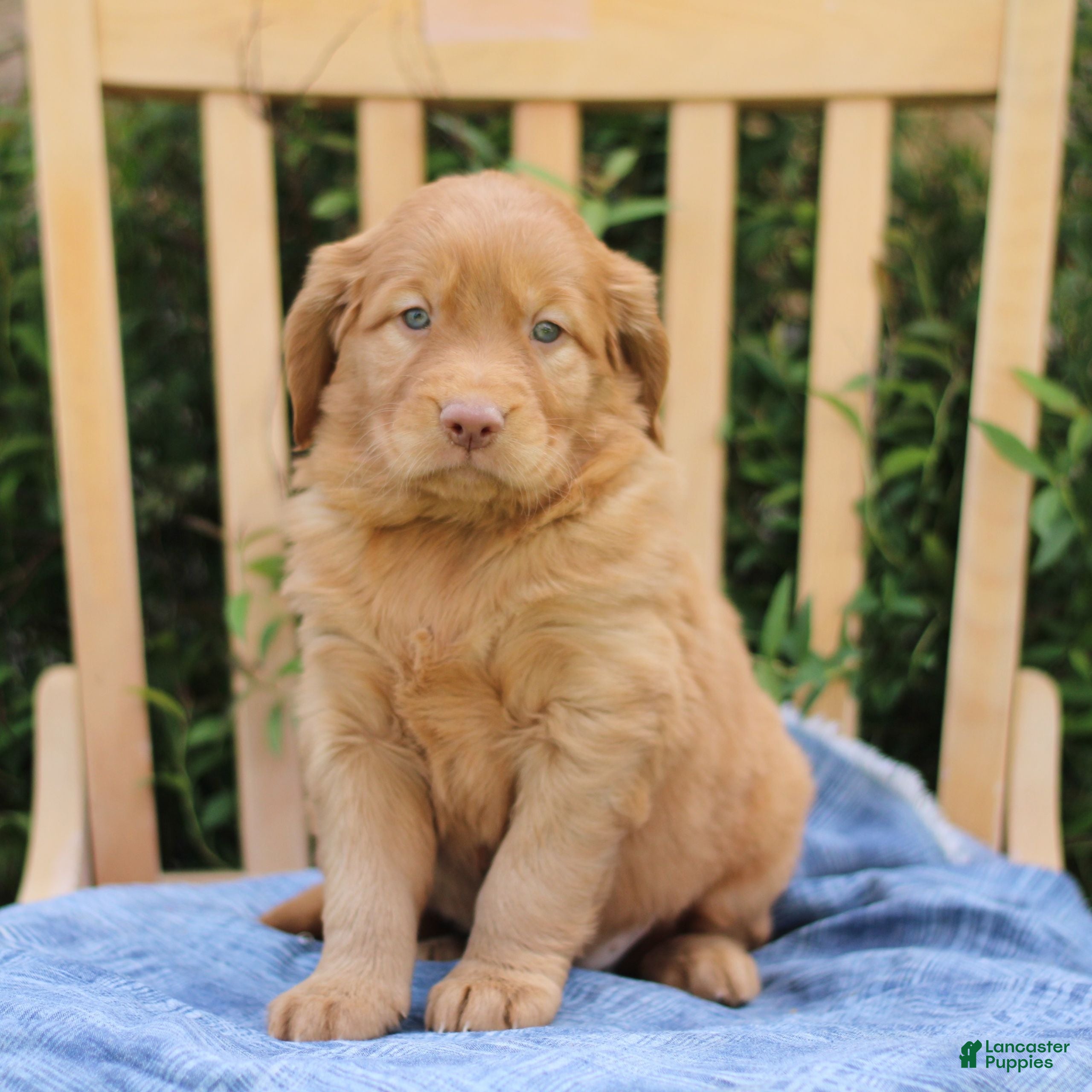Mixed Breed dogs for sale: Sunshine  - Ad 1