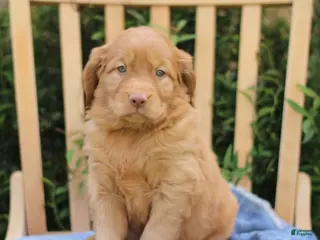 Mixed Breed dogs for sale: Sunshine - Ad 1