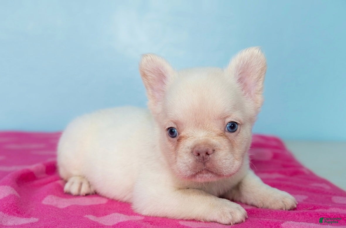 French Bulldog dogs French Bulldog 2 - Ad 41