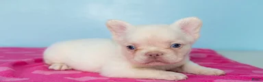 French Bulldog 2