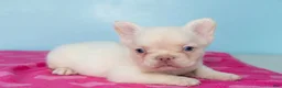 French Bulldog dogs for sale: French Bulldog 2 - Ad 1