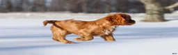 Cavalier King Charles Spaniel dogs for sale: Colsen - Ad 9