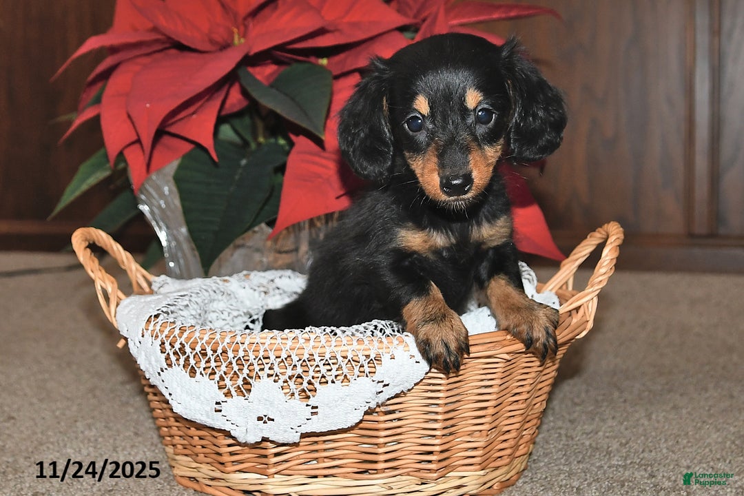 Miniature Dachshund dogs for sale: Preston - Ad 5