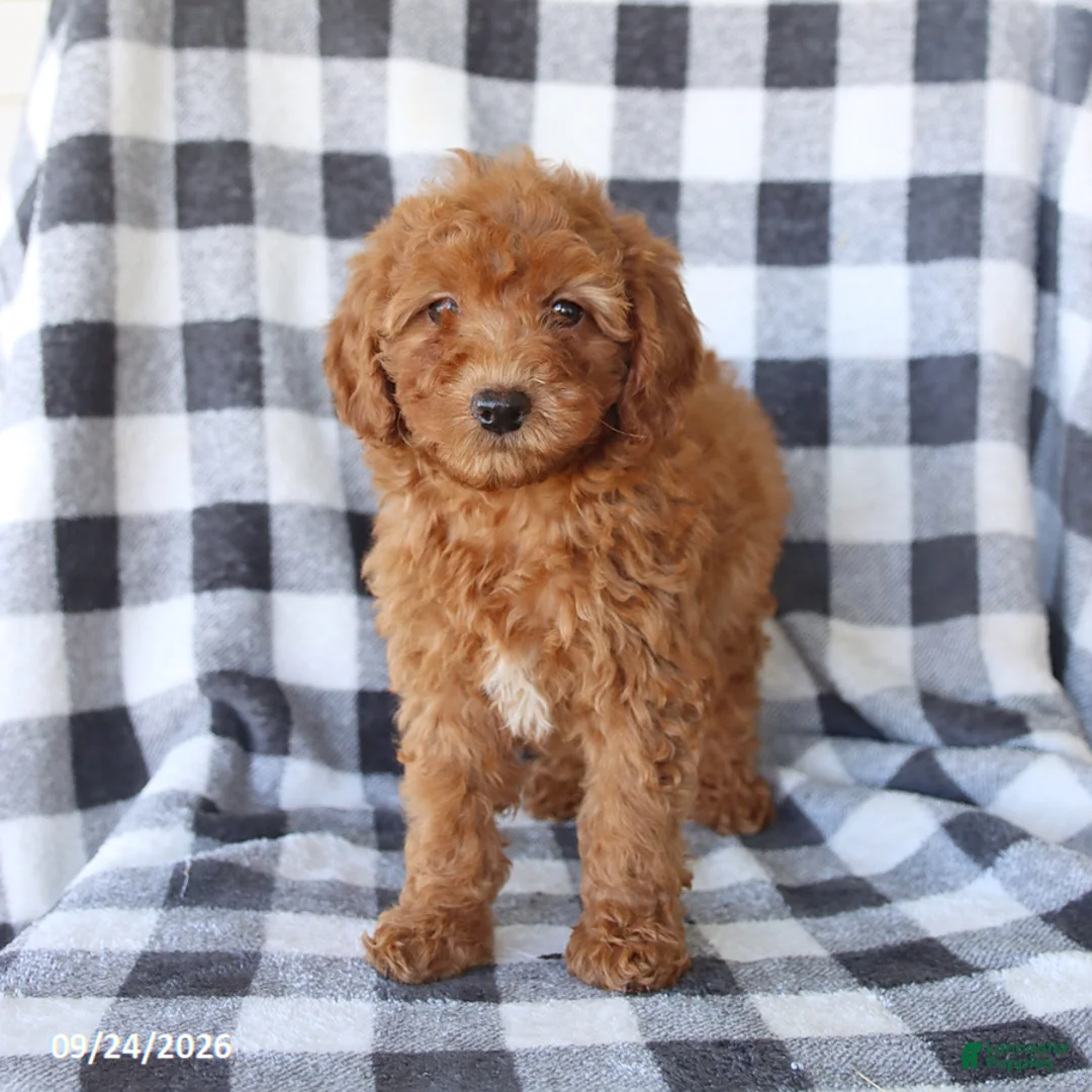Miniature Poodle dogs for sale: Ruby - Ad 1
