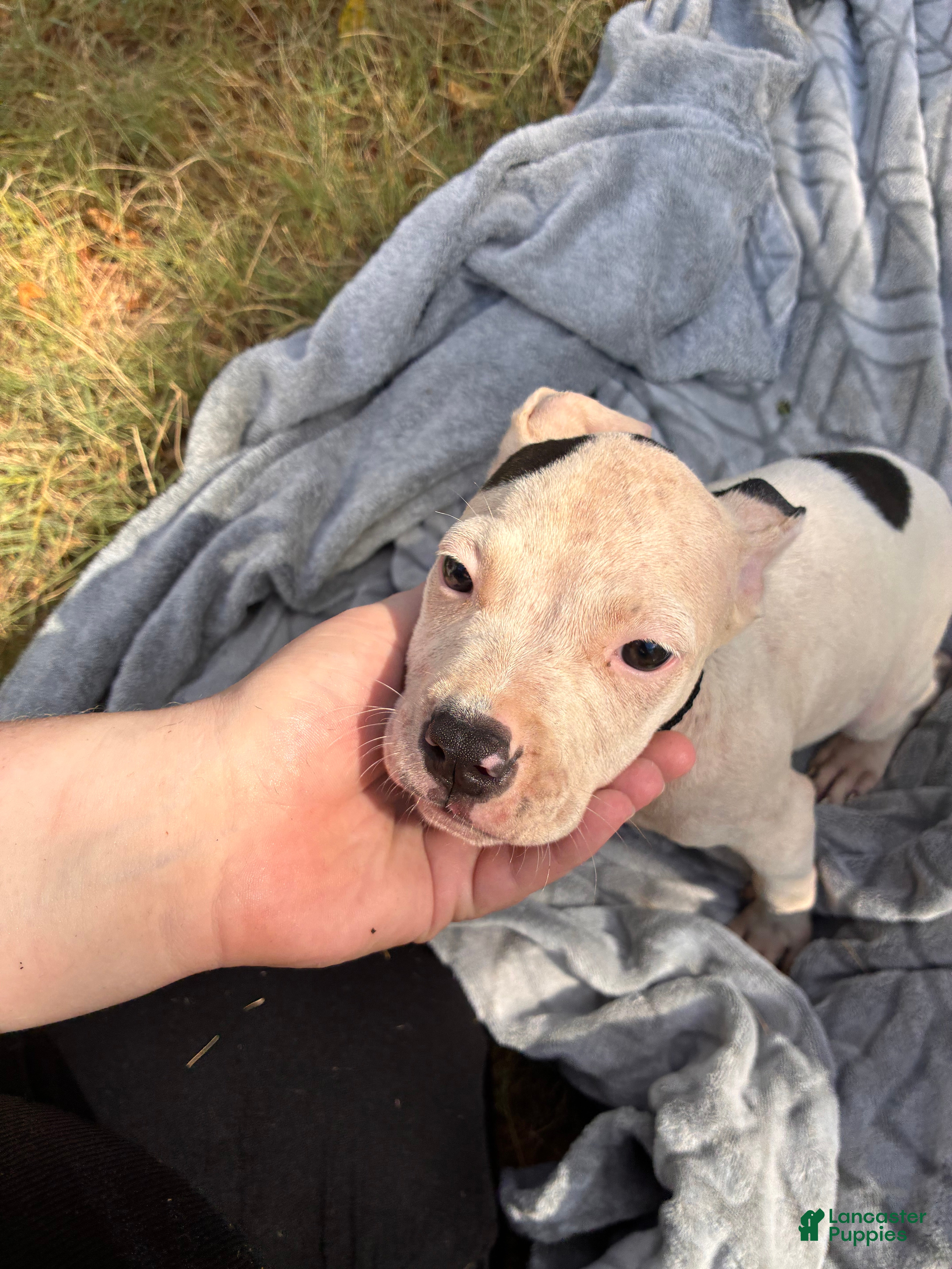 American Bully dogs Dot - Ad 30
