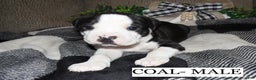 American Pit Bull Terrier dogs for sale: COAL - Ad 1