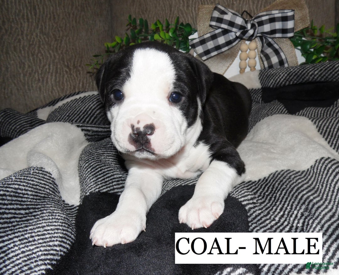 American Pit Bull Terrier dogs for sale: COAL - Ad 1