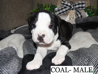 American Pit Bull Terrier dogs COAL - Ad 24