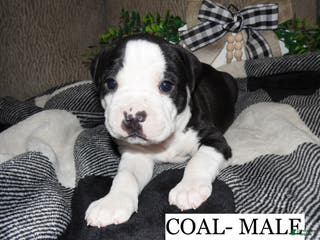 American Pit Bull Terrier dogs COAL - Ad 38