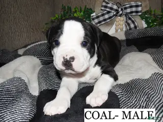 American Pit Bull Terrier dogs COAL - Ad 23