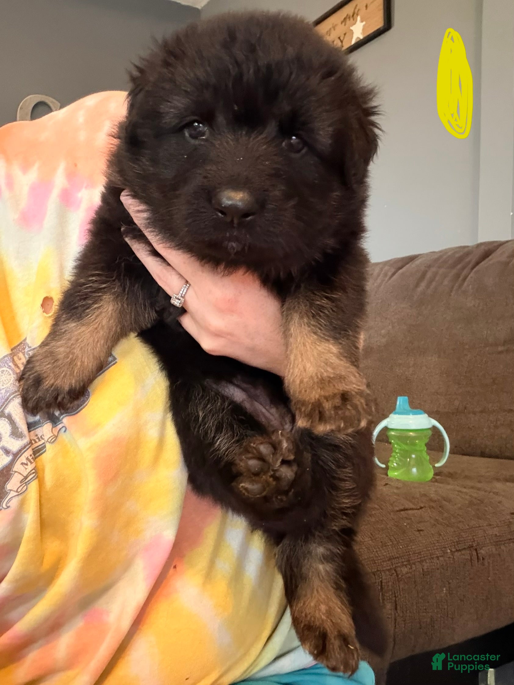 German Shepherd dogs German Shepherd Puppy 6- Yellow Female - Ad 28