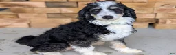 Mini Bernedoodle dogs for sale: Pipa - Ad 7