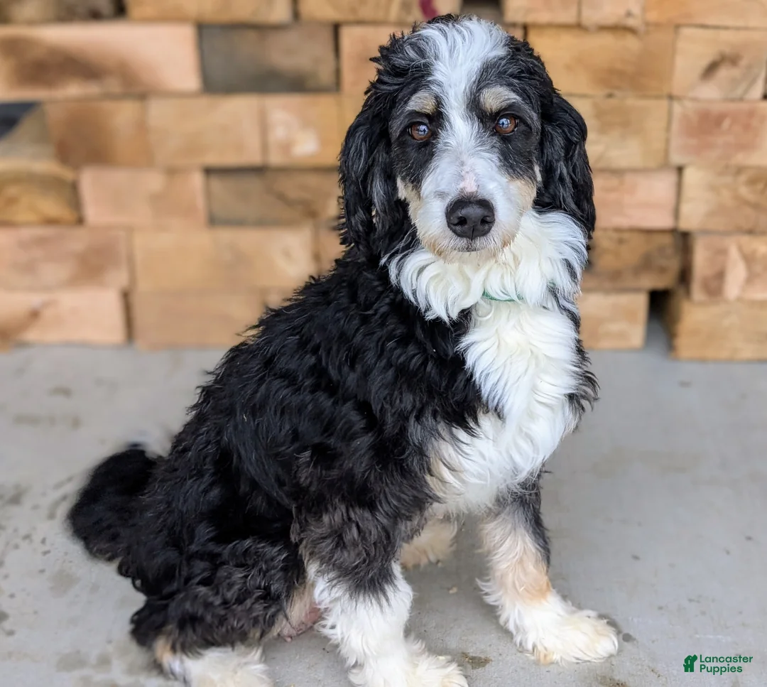 Mini Bernedoodle dogs for sale: Pipa - Ad 7