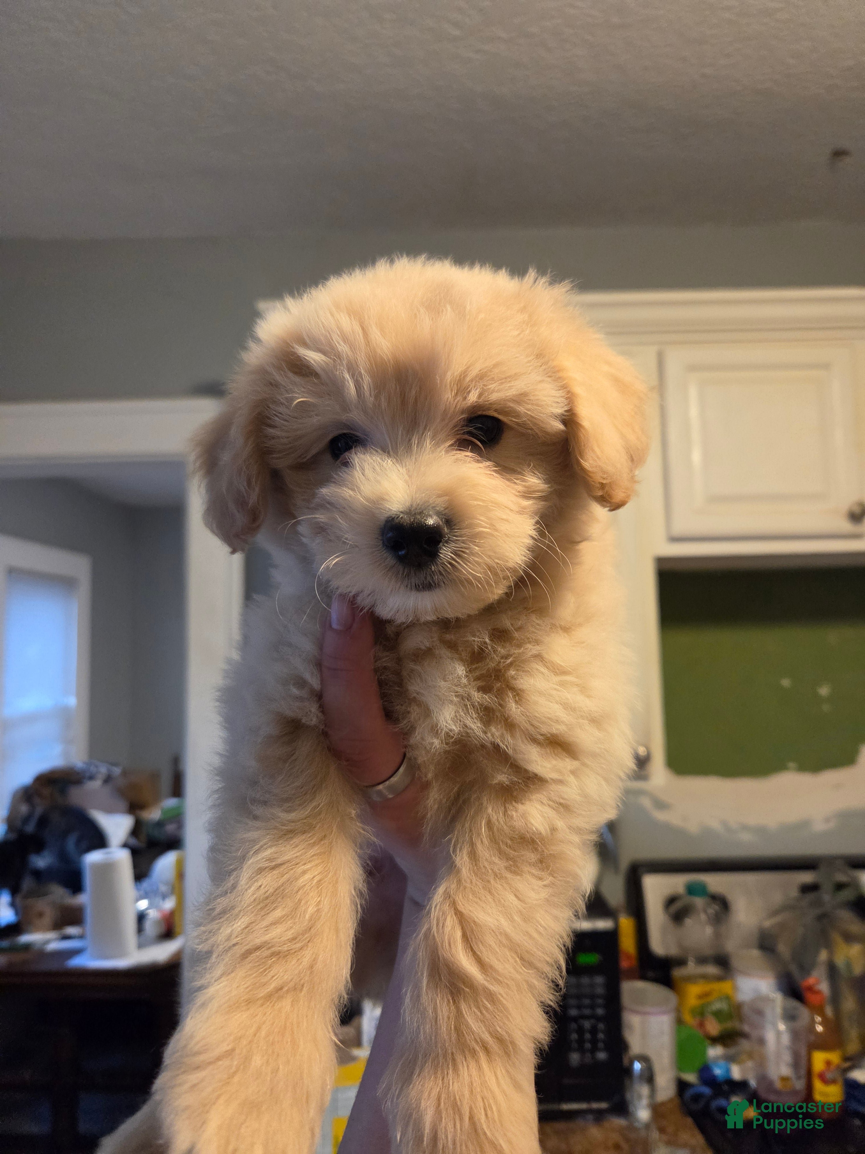 Eskipoo dogs for sale: Doodles - Ad 4