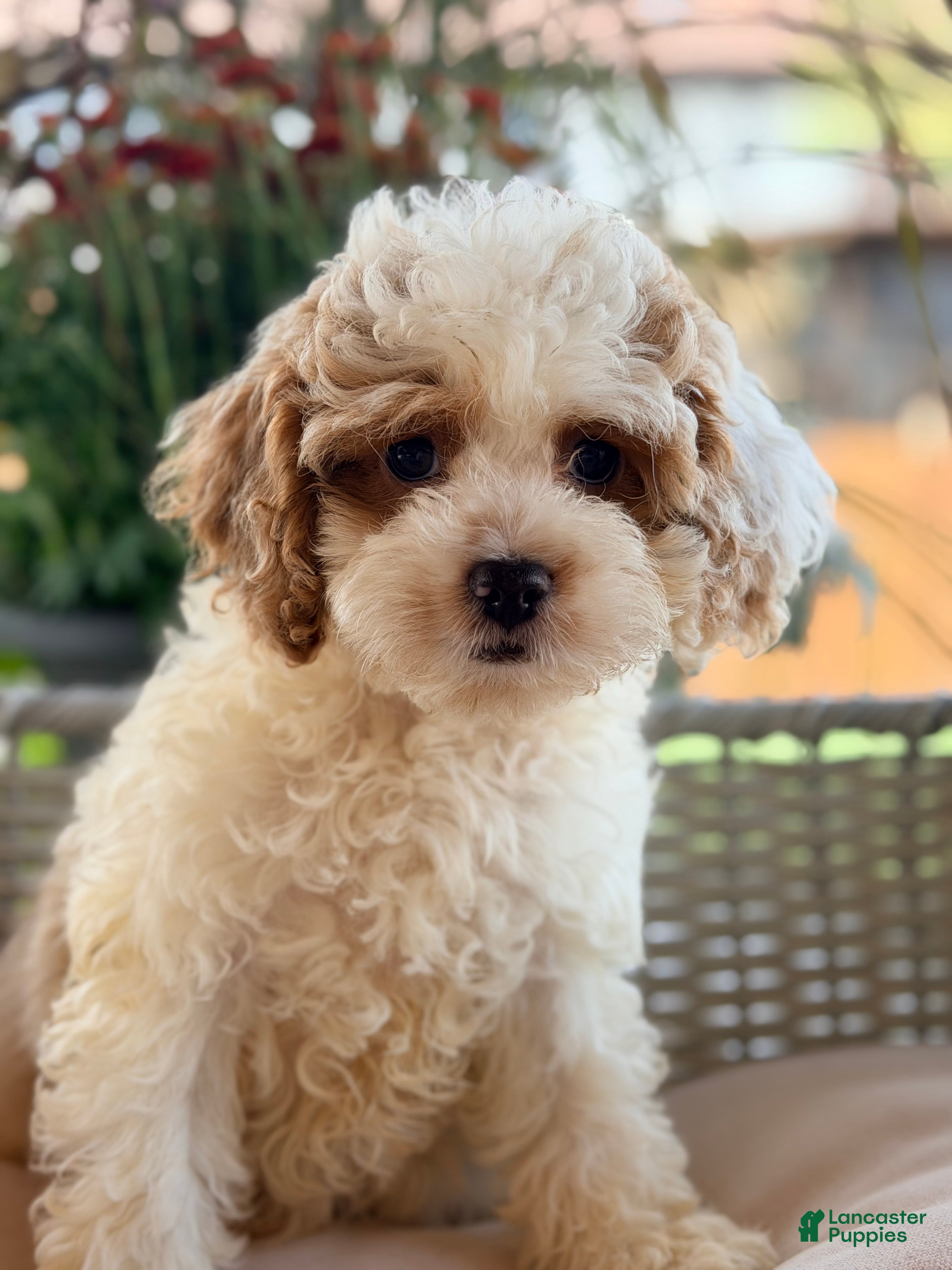 Cavapoo dogs Cavapoo 5 - Ad 35