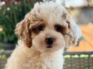 Cavapoo dogs Cavapoo 5 - Ad 35