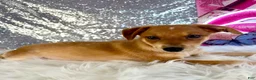 Mixed Breed dogs for sale: Shaggy - Ad 4
