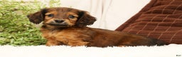 Miniature Dachshund dogs for sale: Teddy - Ad 4