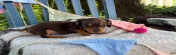 Miniature Dachshund dogs for sale: Tinkerbelle - Ad 13