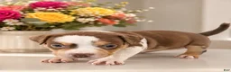 American Bully dogs for sale: American Bully Puppy 5 - Ad 11