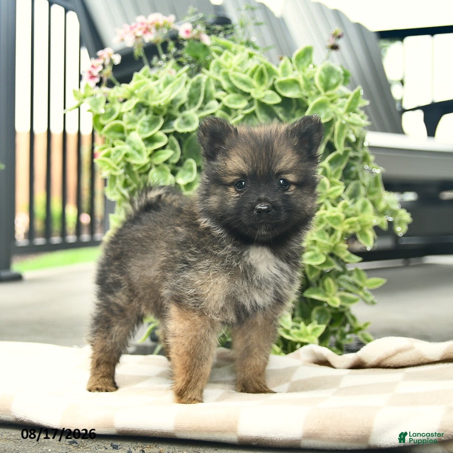 Pomeranian dogs Pepper  - Ad 2