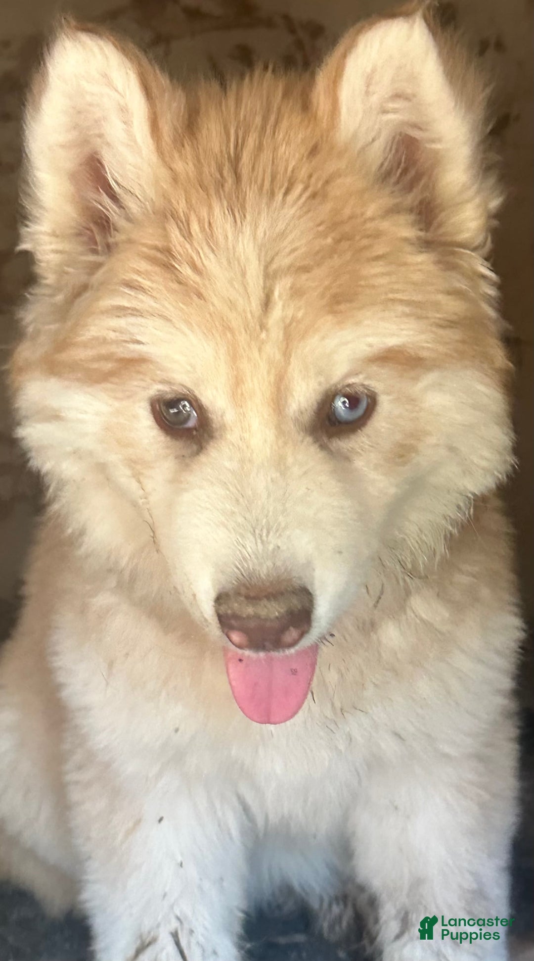 Siberian Husky Mix Chow Chow Mix Puppies Siberian Husky Chow And