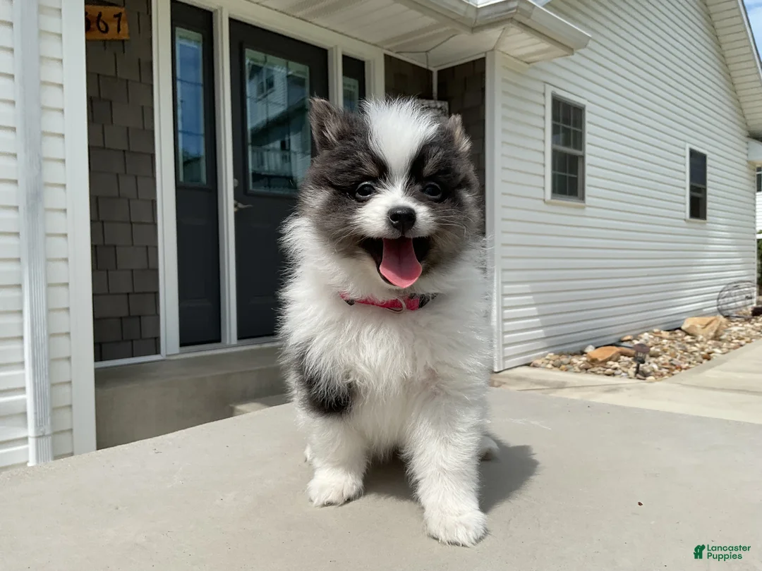 Pomeranian dogs for sale: Luna - Ad 1