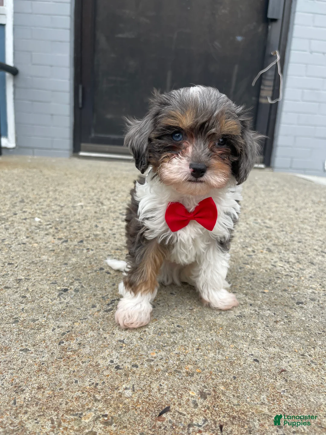 Cavapoo dogs for sale: Cavapoo Puppy 2 - Ad 2