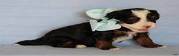Mini Bernedoodle dogs for sale: Abner - Ad 4