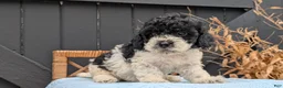 Havapoo dogs for sale: Max - Ad 7