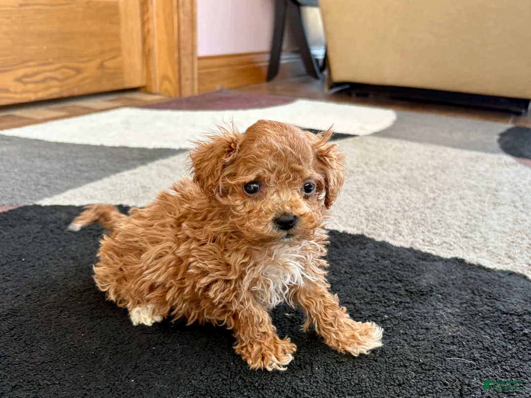 Havapoo dogs for sale: Jerry Tiny - Ad 2