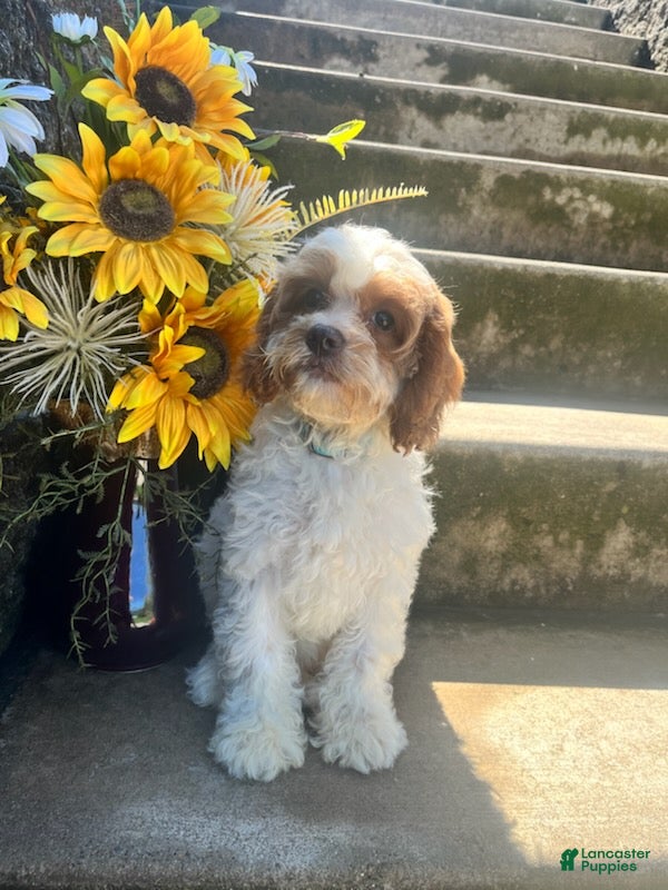 Cavapoo dogs Marlow - Ad 2