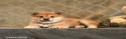 Shiba Inu dogs for sale: Taffy - Ad 5