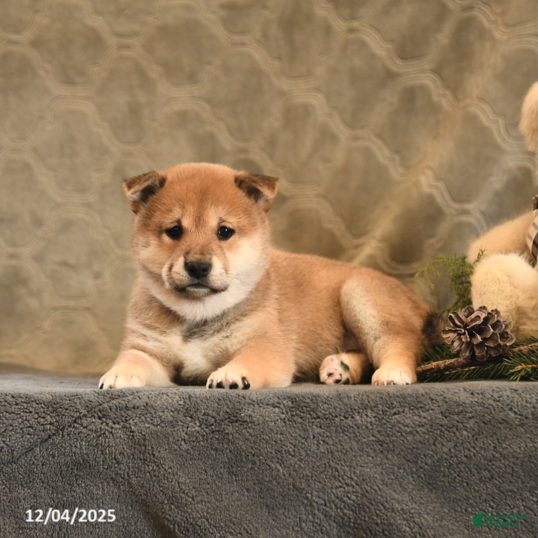 Shiba Inu dogs for sale: Taffy - Ad 5