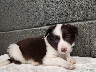 Border Collie dogs Border Collie - Cookie - Ad 35