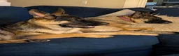German Shepherd dogs for sale: Elsa - Ad 28
