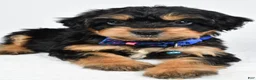 Mixed Breed dogs for sale: Tate - Ad 6