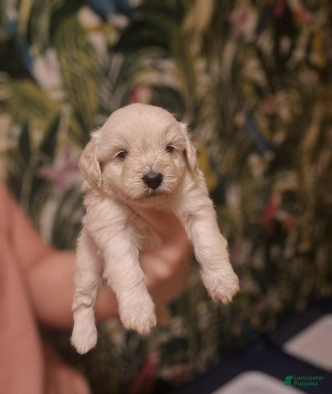 Maltipoo dogs for sale: Billy - Ad 11