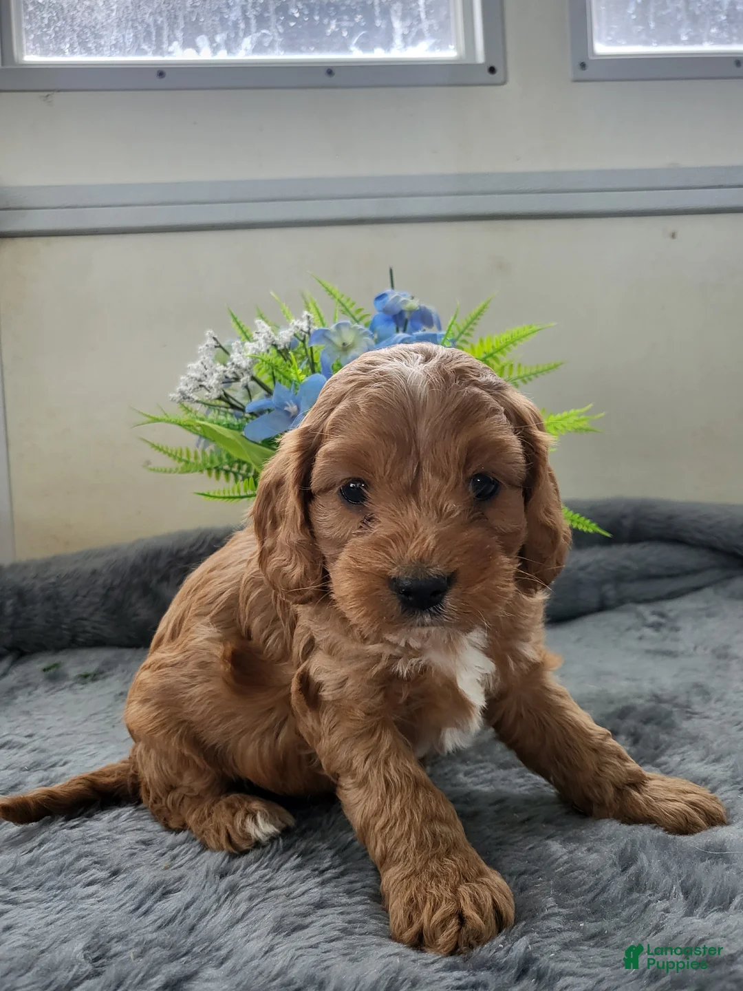 Cavapoo dogs for sale: Cavapoo Puppy 1 Casper - Ad 2