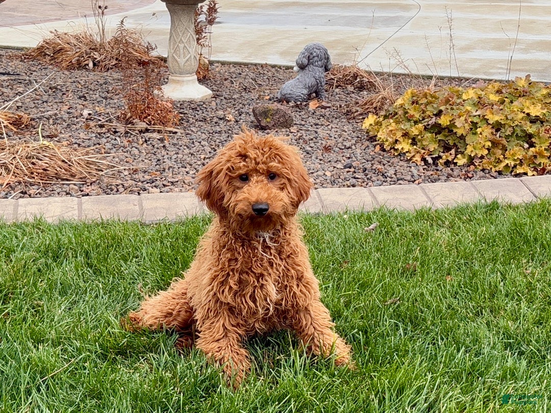 Cavapoo dogs for sale: Kaylee - Ad 3