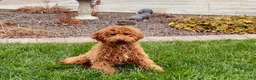 Cavapoo dogs for sale: Kaylee - Ad 3