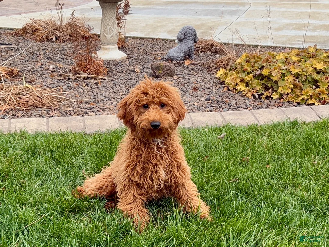 Cavapoo dogs for sale: Kaylee - Ad 3